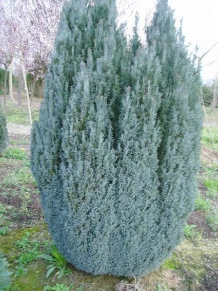 Cypres (Chamaecyparis Lawsoniana 'Ellwoodii') 1 Cypres (Chamaecyparis Lawsoniana 'Ellwoodii')