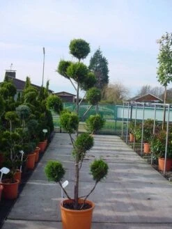 Cupressocyparis Als Bonsai (Cupressocyparis Leylandii 'Castlewellan Gold' ) 5 Cupressocyparis Als Bonsai (Cupressocyparis Leylandii 'Castlewellan Gold' ) -Groene Boom Winkel 20120220151242 7