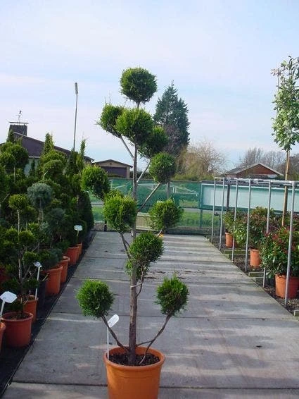 Cupressocyparis Als Bonsai (Cupressocyparis Leylandii 'Castlewellan Gold' ) 2 Cupressocyparis Als Bonsai (Cupressocyparis Leylandii 'Castlewellan Gold' ) - Afbeelding 2