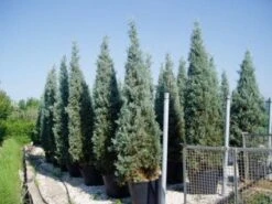 Cipres (Cupressus Arizonica 'Glauca') -Groene Boom Winkel 20120220152108 13 1