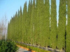 Italiaanse Cypres (Cupressus Sempervirens 'Stricta') -Groene Boom Winkel 20120220154406 15