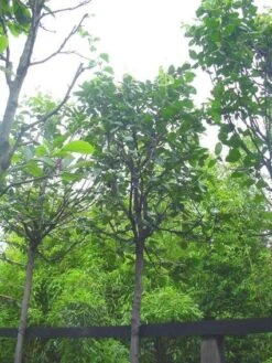 Kweepeer (Cydonia Oblonga) -Groene Boom Winkel 20120220154724 2