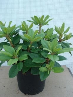 Rhododendron (Rhododendron Catawbiense 'Boursault') -Groene Boom Winkel 20120305135536 2