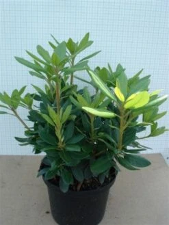 Rhododendron (Rhododendron Catawbiense 'Grandiflorum') -Groene Boom Winkel 20120305135657 13