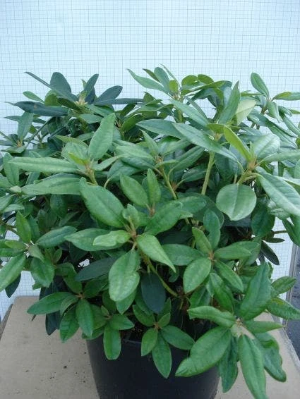 Rhododendron (Rhododendron 'Percy Wiseman') 2 Rhododendron (Rhododendron 'Percy Wiseman') - Afbeelding 2