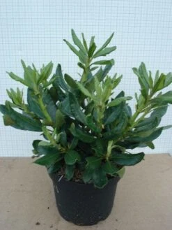 Rhododendron (Rhododendron 'Nova Zembla') -Groene Boom Winkel 20120305140253 7