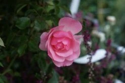 Trosroos (Rosa 'Bonica 82') -Groene Boom Winkel 20121002143948 1