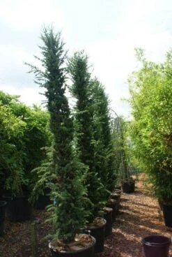 Zuilvormige Ceder (Cedrus Libani 'Fastigiata') -Groene Boom Winkel 20121003161759 10