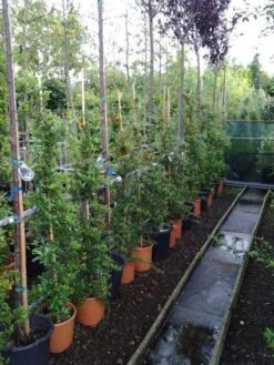 Vuurdoorn (Pyracantha 'Soleil D'Or') -Groene Boom Winkel 20121017141100 4