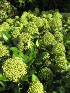 Skimmia (Skimmia Japonica 'Fragrant Cloud') -Groene Boom Winkel 20121121145218 2