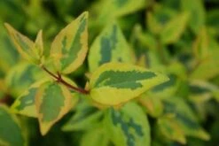 Abelia (Abelia Grandiflora 'Kaleidoscope') -Groene Boom Winkel 20121229104320 2