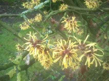 Toverhazelaar (Hamamelis Mollis 'Pallida') 7 Toverhazelaar (Hamamelis Mollis 'Pallida') - Afbeelding 7