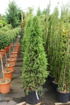 Jeneverbes (Juniperus Communis 'Hibernica') -Groene Boom Winkel 20130121125813 7