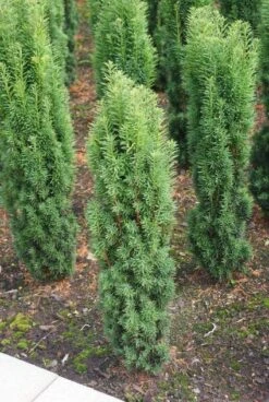 Zuiltaxus (Taxus Baccata 'Fastigiata Robusta') 11 Zuiltaxus (Taxus Baccata 'Fastigiata Robusta') -Groene Boom Winkel 20130121131849 17