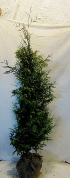 Voorkant -Groene Boom Winkel 20130122155321 9