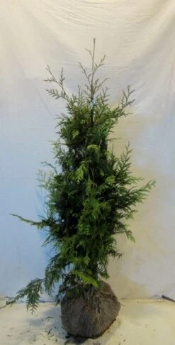 Reuzenlevensboom (Thuja Plicata 'Excelsa') -Groene Boom Winkel 20130122155405 9