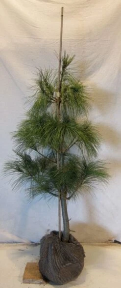 Treurden (Pinus Wallichiana) -Groene Boom Winkel 20130125134019 14