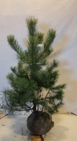 Grove Den, Solitair (Pinus Sylvestris) -Groene Boom Winkel 20130125134849 18