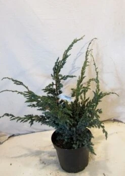 Jeneverbes (Juniperus Squamata 'Meyeri') -Groene Boom Winkel 20130125154429 3