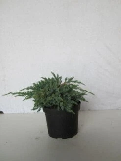 Jeneverbes (Juniperus Squamata 'Blue Carpet') -Groene Boom Winkel 20130125154733 4