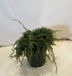 Jeneverbes (Juniperus Squamata 'Blue Carpet') -Groene Boom Winkel 20130125154745 4