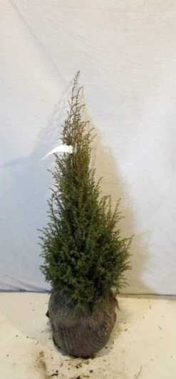 Jeneverbes (Juniperus Communis 'Hibernica') -Groene Boom Winkel 20130125161445 7