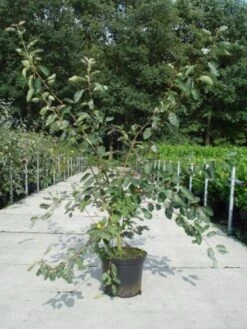 Krentenboom Als Struik (Amelanchier Lamarckii) -Groene Boom Winkel 20130214100736 13