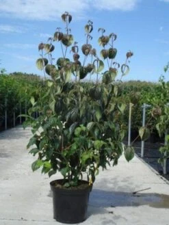 Kornoelje (Cornus Kousa 'China Girl') 25 Kornoelje (Cornus Kousa 'China Girl') -Groene Boom Winkel 20130214104328 8