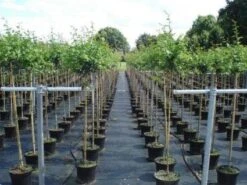 Rode Meidoorn (Crataegus Laevigata 'Paul's Scarlet') -Groene Boom Winkel 20130214111754 14