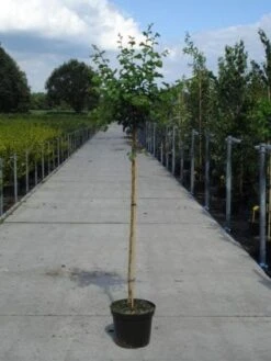 Rode Meidoorn (Crataegus Laevigata 'Paul's Scarlet') -Groene Boom Winkel 20130214111804 14