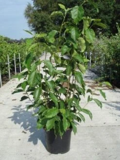 Beverboom (Magnolia Soulangeana) 11 Beverboom (Magnolia Soulangeana) -Groene Boom Winkel 20130214140530 10