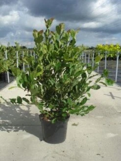 Stermagnolia (Magnolia Stellata) -Groene Boom Winkel 20130214142333 13