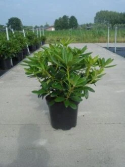 Rhododendron (Rhododendron Catawbiense 'Grandiflorum') -Groene Boom Winkel 20130214153505 13