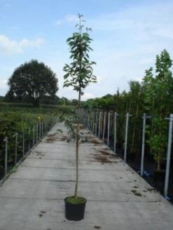 Krentenboom (Amelanchier Arborea 'Robin Hill') 8 Krentenboom (Amelanchier Arborea 'Robin Hill') -Groene Boom Winkel 20130215113904 10