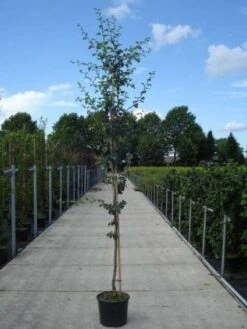 Rode Meidoorn (Crataegus Laevigata 'Paul's Scarlet') -Groene Boom Winkel 20130215114625 14