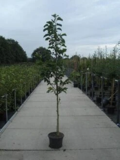 Beverboom (Magnolia Kobus) 12 Beverboom (Magnolia Kobus) -Groene Boom Winkel 20130215115339 7