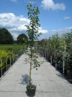 Chinese Sierpeer (Pyrus Calleryana 'Chanticleer') -Groene Boom Winkel 20130215115633 19