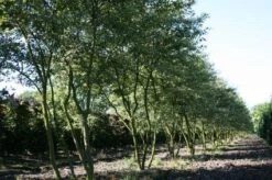 Krentenboom Als Struik (Amelanchier Lamarckii) -Groene Boom Winkel 20130315104532 13