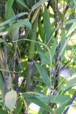 Bamboe (Phyllostachys Nigra) -Groene Boom Winkel 20130906145730 13