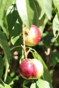Nectarine (Prunus Persica Nucipersica) -Groene Boom Winkel 20130906151641 2