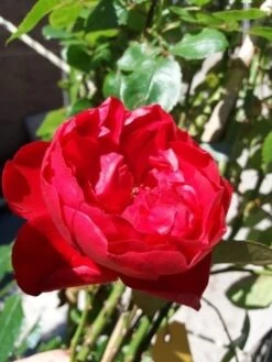 Klimroos (Rosa 'Amadeus') -Groene Boom Winkel 20190629 130707