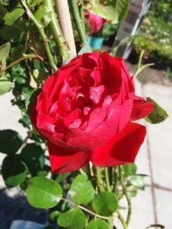 Klimroos (Rosa 'Amadeus') -Groene Boom Winkel 20190629 130841