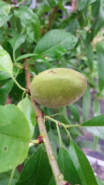 Amandelboom (Prunus Dulcis) 6 Amandelboom (Prunus Dulcis) - Afbeelding 6