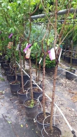 Amandelboom (Prunus Dulcis) 17 Amandelboom (Prunus Dulcis) -Groene Boom Winkel 20190712 153330 1