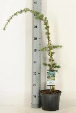 Treurceder (Cedrus Libani 'Glauca Pendula') -Groene Boom Winkel 2022 10 18 11 24 40 window