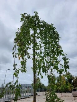 Treursierkers (Prunus Subhirtella 'Pendula Rosea') -Groene Boom Winkel 20221003 124006