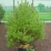 Grove Den (Pinus Sylvestris 'Norwegian') -Groene Boom Winkel 281pinussylv.norwegian 7 1