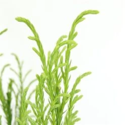 Sikkelden (Cryptomeria Japonica 'Kitayama') -Groene Boom Winkel 2887685 v t5