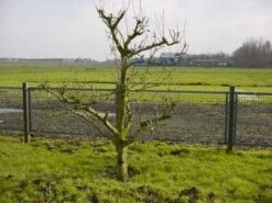 Wilde Perenboom (Pyrus Communis)