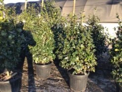 Camelia (Camellia Japonica 'Nuccio's Pearl') 3 Camelia (Camellia Japonica 'Nuccio's Pearl') -Groene Boom Winkel 3 3